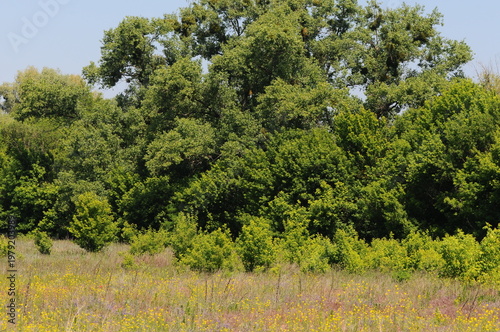 Lush Green Forest Edge and Sunlit Meadow