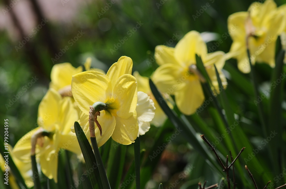 Fototapeta premium Yellow Daffodils Blooming in a Spring Garden