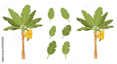 Banana Trees with Bunches and Loose Leaves Vector Illustration