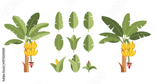Banana Tree Leaves and Fruit Collection - Tropical Plant Elements