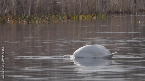 Mute swan (Cygnus olor). A white swan swims across a pond in the rays of a sunny morning.  Slow motion.