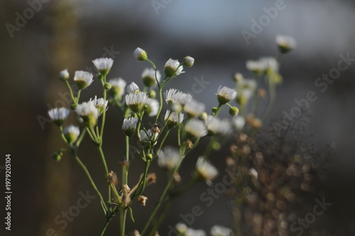 Delicate White Wildflowers Blooming in Soft Natural Light
