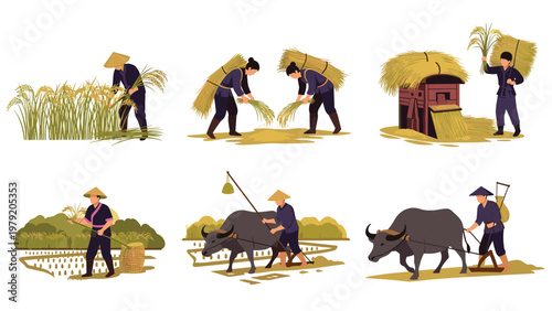 Traditional rice harvesting and farming scenes showing workers using buffalo and manual tools in the fields.