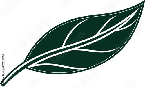 Eucalyptus Leaf Botanical Collection Set. Green Eucalyptus Branch Natural Elements. Eucalyptus Foliage Botanical Arrangement Set. Fresh Eucalyptus Leaves Nature Collection. Minimal Eucalyptus Leaf