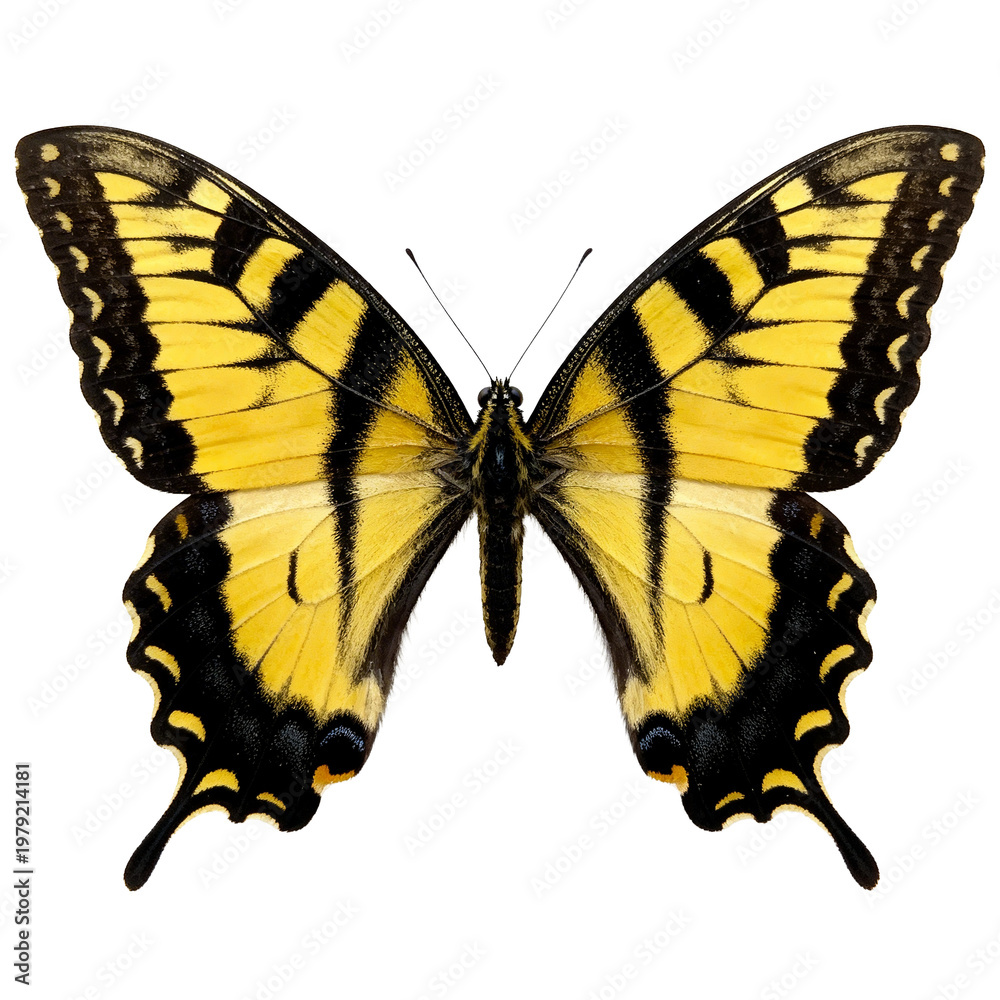 Naklejka premium Eastern Tiger Swallowtail Butterfly on White Background