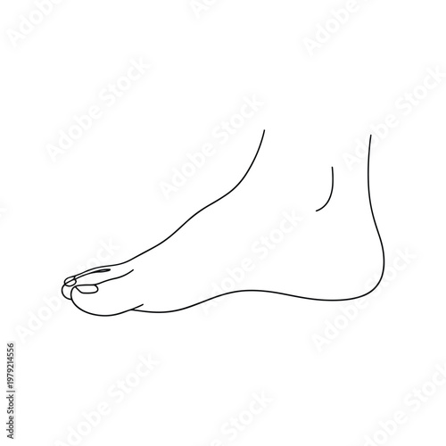 Human toes anatomy line art icon simple vector illustration