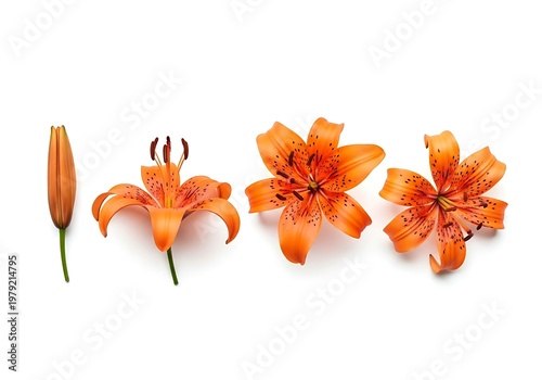 Orange lilies in different stages of bloom