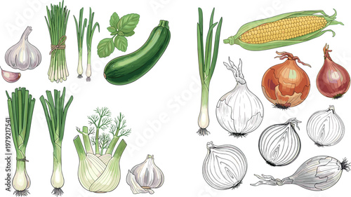 Fresh vegetables vector illustration set featuring garlic onion corn zucchini fennel and green onions with botanical sketches isolated on white background