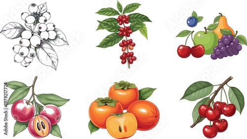 Fruit illustration set with coffee cherry persimmon apple and mixed berries isolated on white background, fresh organic food vector collection