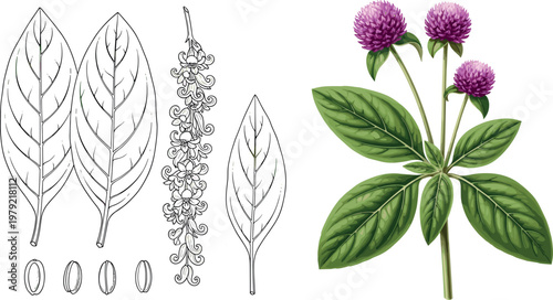 Hand drawn assorted vegetable and food collection with bamboo shoots eggplant pepper asparagus lotus root and plated meal illustration