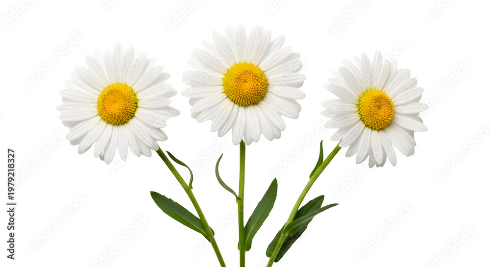 Obraz premium Three white daisies with yellow centers on transparent background