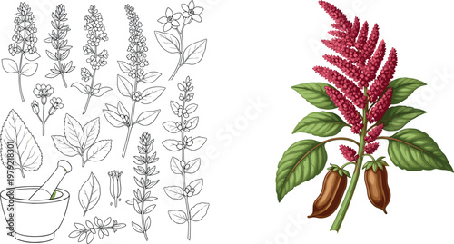 Hand drawn botanical medicinal plants collection with herbal leaves flowers and mortar illustration detailed natural organic healing herbs set