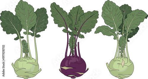 Hand drawn kohlrabi vegetable vector illustration set featuring green and purple varieties with leafy stems isolated on white background