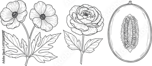 Hand drawn vegetable and root food collection with lotus root slices mushrooms potatoes tomatoes and leafy greens vector illustration set