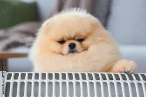 Cute Pomeranian spitz with ...
