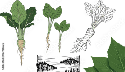 Horseradish and Root Vegetable Collection Featuring Leaves, Roots, and Detailed Illustrations for Organic Farming, Agriculture, and Healthy Food