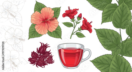 Hibiscus tea and flower vector illustration set featuring roselle petals herbal drink and botanical leaves isolated on white background