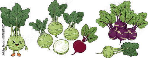 Kohlrabi and beetroot illustration set with whole vegetables, leaves and slices isolated on white background, fresh organic food vector