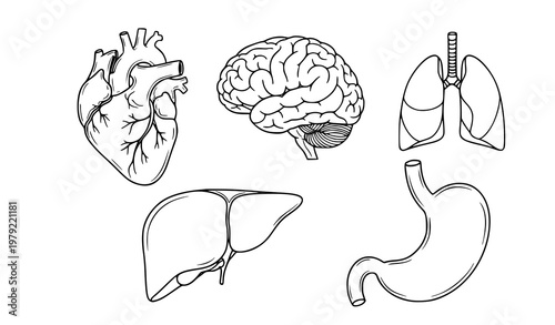 Human Internal Organs Line Icon Set – Black and White Anatomy Vector Collection