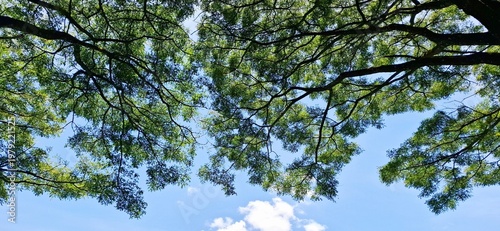 Wide canopy of large tropical trees with green leaves under a bright blue sky on a sunny day