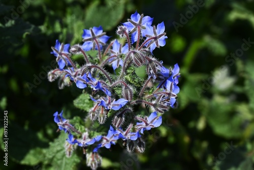 Borage flowers. Boraginaceae herb. It blooms in spring with blue, star-shaped flowers called Madonna Blue. It is used for food, medicine, honey, and dye.