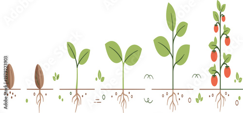 Plant Growth Stages from Seed Germination to Fruiting Tomato Plant with Root Development and Soil Layers Educational Botany Illustration.