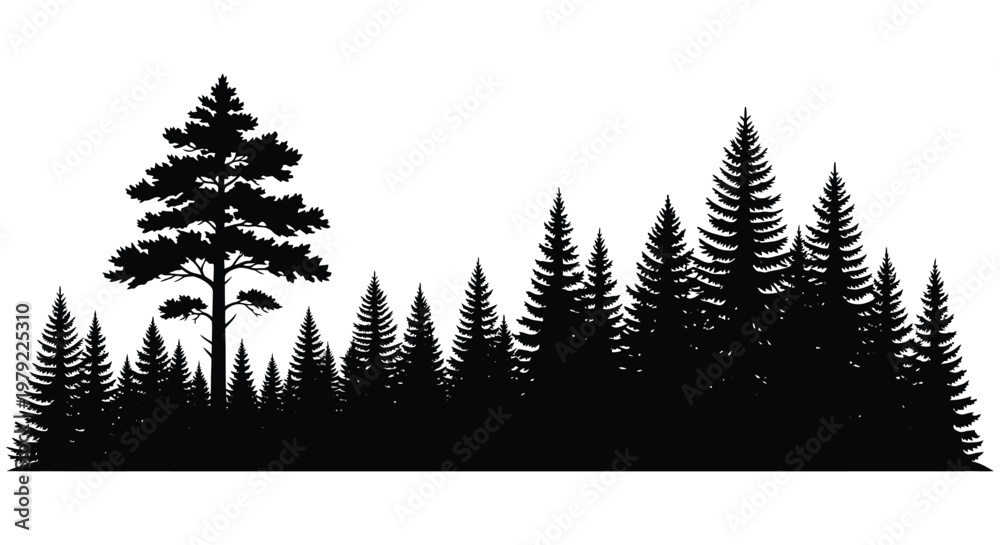 Obraz premium Dense forest of evergreen trees against a white background silhouette
