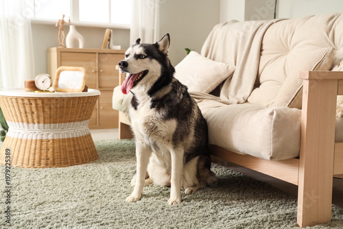Cute Husky dog in living room