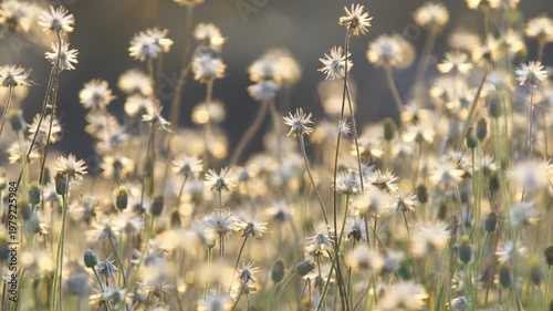 Beautiful Meadow with Bright White Flowers Under Soft Sunlight