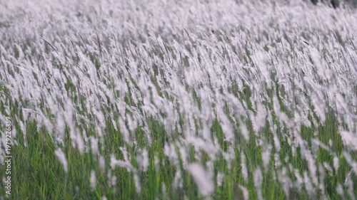 Gentle Breeze Through Tall Grass and Wildflower Field at Dusk