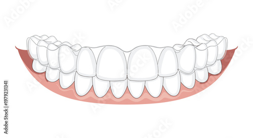 A detailed and precise illustration of human teeth with transparent clear aligner trays is positioned over a soft pink gum base for dental correction.