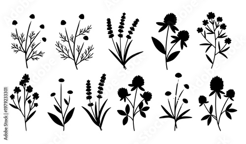 Decorative wild meadow herbs and flowering plants vector set in flat colorful illustration style