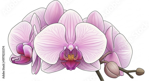 Pink orchid flowers with buds on stem isolated on white background for decorative and floral concepts