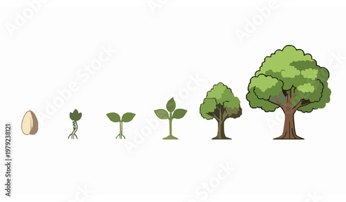 Tree growth stages vector – seed to mature plant lifecycle illustration