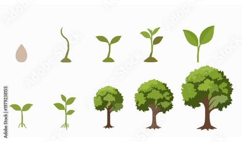 Tree growth stages vector – seed to mature tree illustration set
