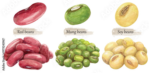 Beans collection hand draw with watercolor isolated on transparent background