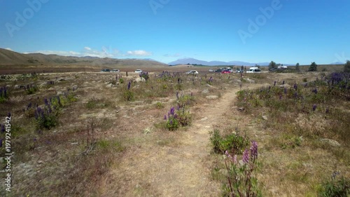 Trail Through Lupin Field Near Parking
