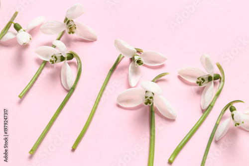 Blooming snowdrops on pink ...
