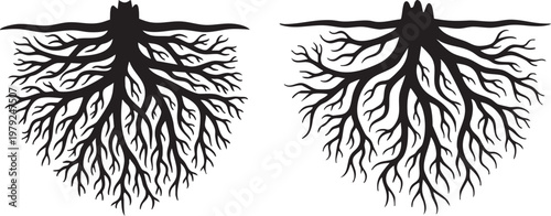 Comparison of root systems in plants