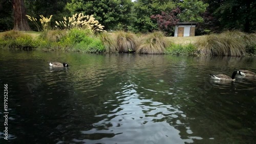 Geese Swimming On Calm Canal In Park