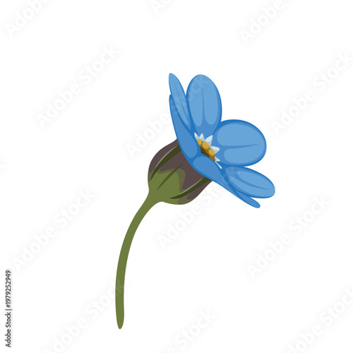 Forget me not flower on a white background. Vector.