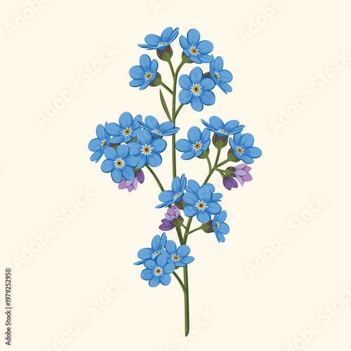 Forget me not flower on a white background. Vector.