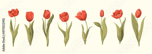 Set of red tulips. Spring flowers. Vector illustration.

