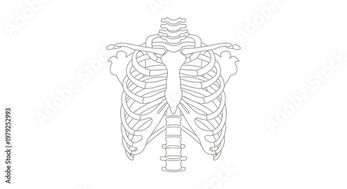Detailed Human Lung Anatomy Illustration.