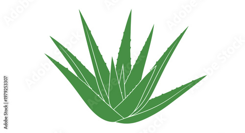 Green Aloe Vera Plant Leaf Closeup.