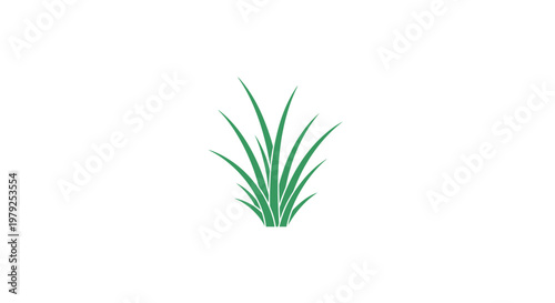 Green plant with long thin leaves.