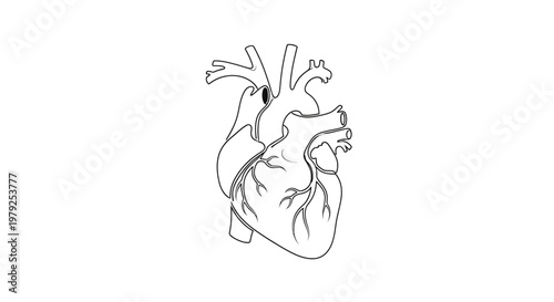 Human Heart Anatomy Medical Illustration.