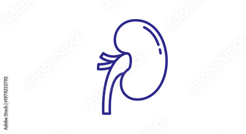 Human Kidney Organ Illustration.