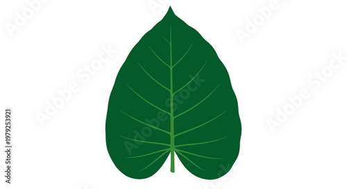 Large Green Leaf Close Up View.