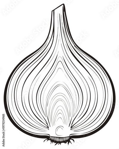 Graphic illustration of a sliced onion highlighting inner concentric layers and root structure